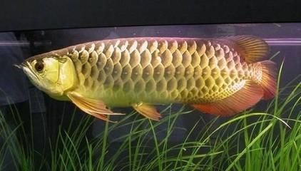 金龍魚不能養兩條:金龍魚為什么不能養兩條 龍魚百科 第5張 金龍魚不能養兩條:金龍魚為什么不能養兩條 金龍魚不能養兩條:金龍魚為什么不能養兩條 龍魚百科 第5張