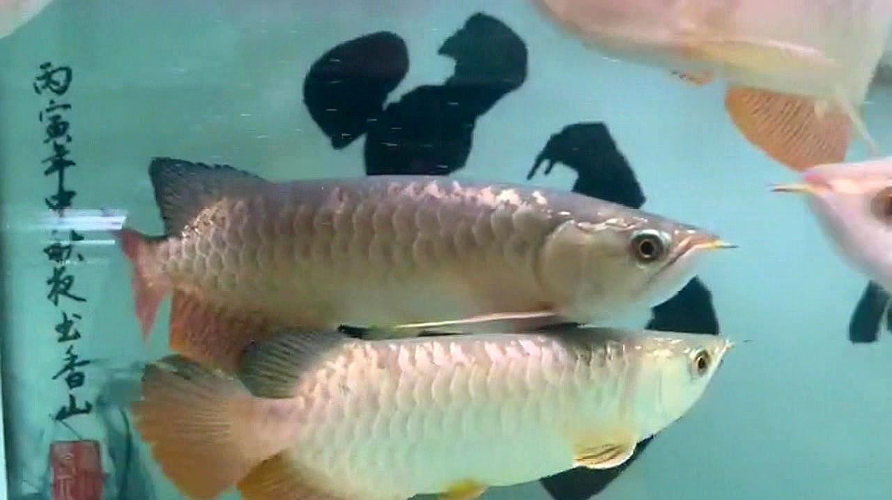 龍魚打架后多久換水合適？ 龍魚打架后多久換水合適？ 龍魚百科 第4張