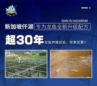 為什么都養龍魚不好：龍魚養殖中常見的難點 為什么都養龍魚不好：龍魚養殖中常見的難點 龍魚百科 第2張