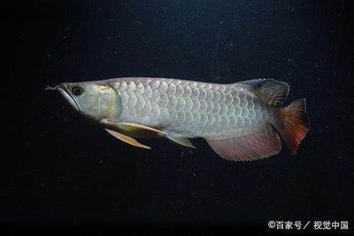 金龍魚掉了幾塊鱗片還能活嗎：金龍魚掉了幾塊鱗片能活嗎金龍魚掉了幾塊鱗片還能活嗎