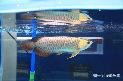 挑選金龍魚的關鍵技巧，金質是過背金龍魚的主要特征：挑選金龍魚時需要考慮多個方面，金質是過背金龍魚的主要特征 挑選金龍魚的關鍵技巧，金質是過背金龍魚的主要特征：挑選金龍魚時需要考慮多個方面，金質是過背金龍魚的主要特征 龍魚百科