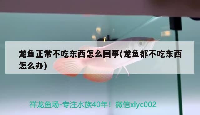 龍魚打包：第28屆中國國際寵物水族展覽會5.91k2祥龍魚打包