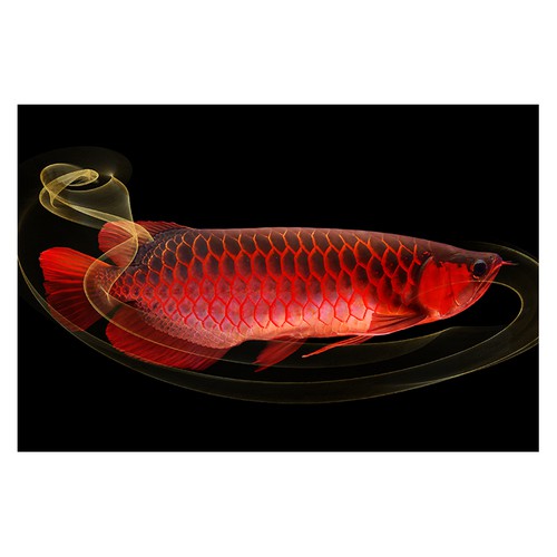 紅色金龍魚圖片整張圖片
