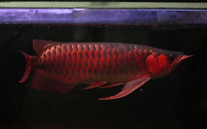 紅色金龍魚圖片整張圖片