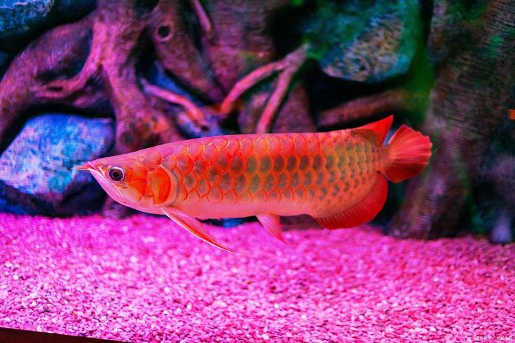 紅色金龍魚圖片整張圖片