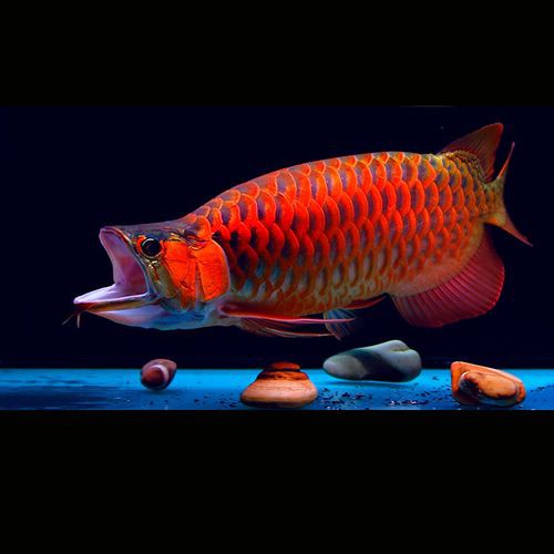 紅色金龍魚圖片整張圖片