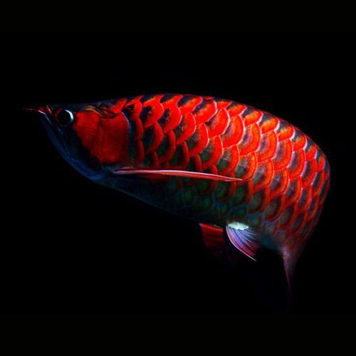 紅色金龍魚圖片整張圖片