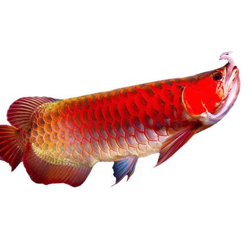 紅色金龍魚圖片整張圖片