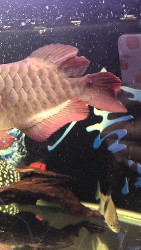 龍魚跳缸會摔死嗎圖片