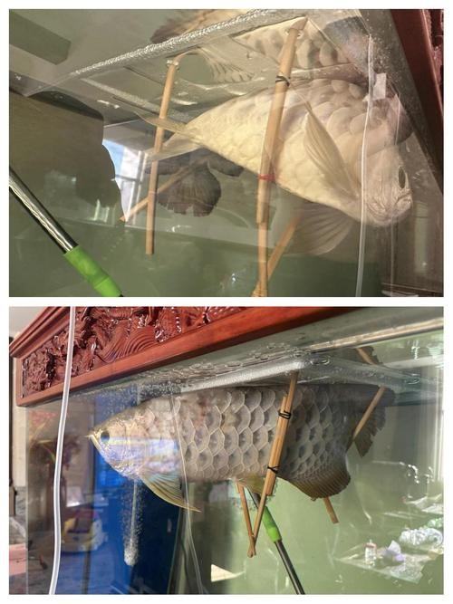 龍魚跳缸會摔死嗎圖片