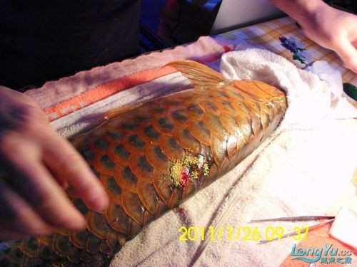 龍魚跳缸會摔死嗎圖片