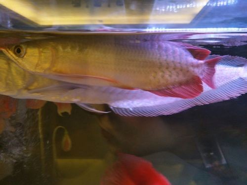 龍魚跳缸會摔死嗎圖片