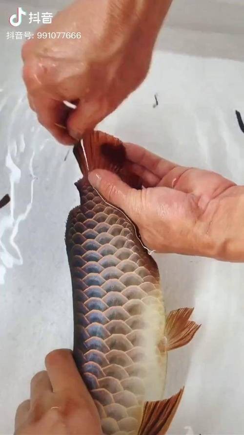 龍魚跳缸會摔死嗎圖片