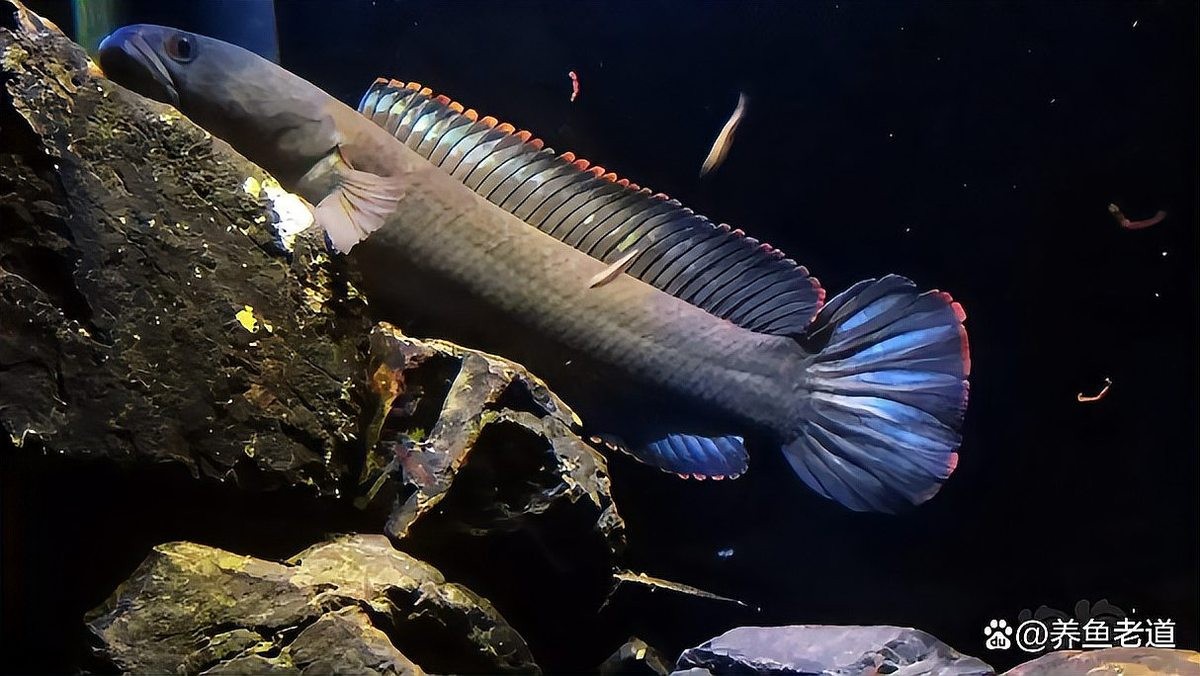 龍魚跳缸會摔死嗎圖片