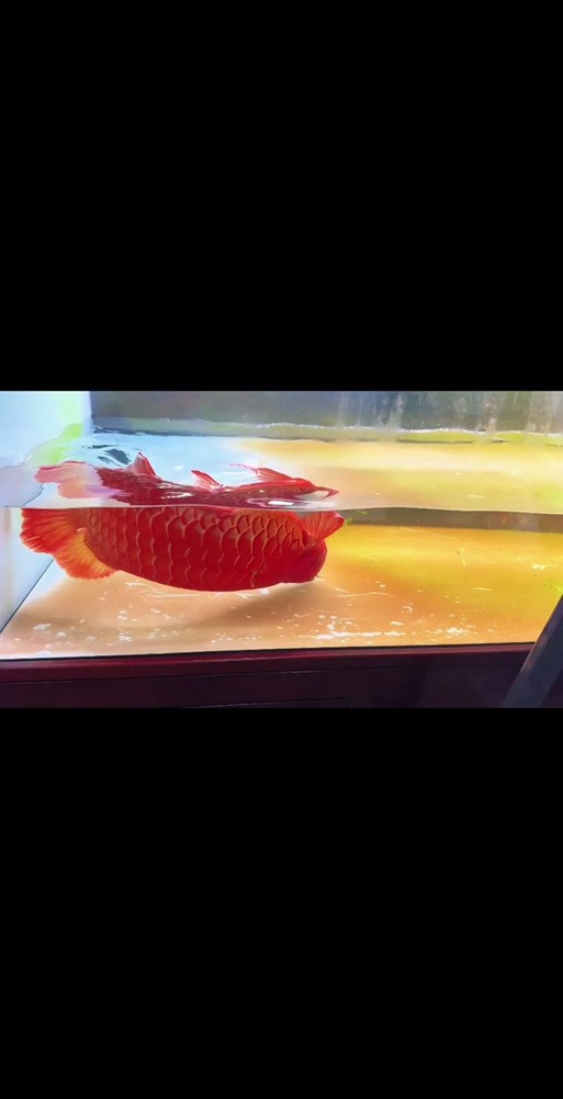 龍魚跳缸會摔死嗎圖片