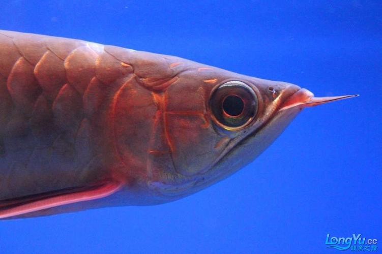 龍魚跳缸會摔死嗎圖片