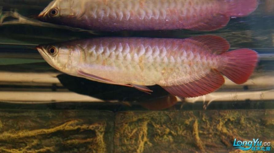龍魚跳缸會摔死嗎圖片