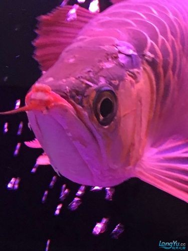 龍魚跳缸會摔死嗎圖片
