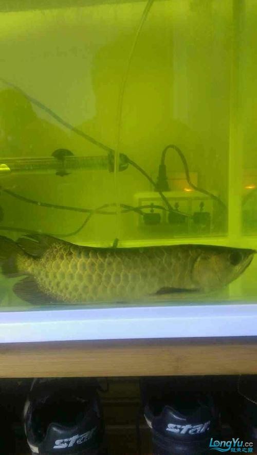 龍魚跳缸會摔死嗎圖片