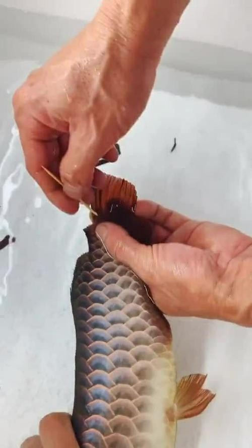 龍魚跳缸會摔死嗎圖片