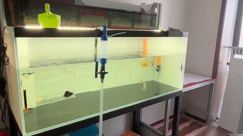 紅龍魚換水后多久可以恢復正常游動？