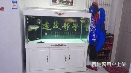 龍魚自己撞魚缸：龍魚撞擊魚缸的原因以及應對措施