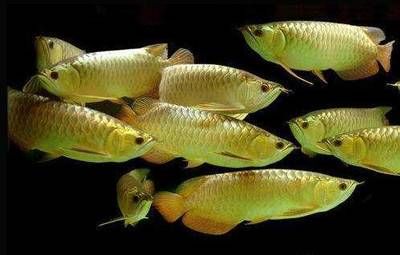 風(fēng)水魚金龍魚：養(yǎng)金龍魚時(shí)，擺放一般是擺單不擺雙，風(fēng)水魚擺放一般是擺單不擺雙