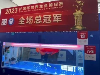 龍魚病癥與治療方法視頻教程下載：關于龍魚病癥與治療方法的視頻教程