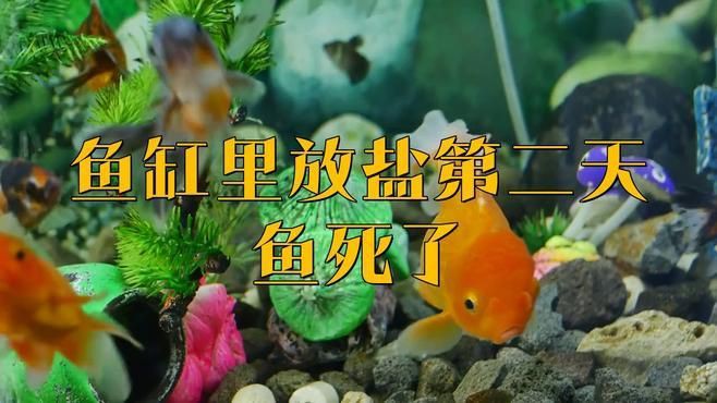 哪些魚對鹽敏感？ 哪些魚對鹽敏感？ 龍魚百科 第4張