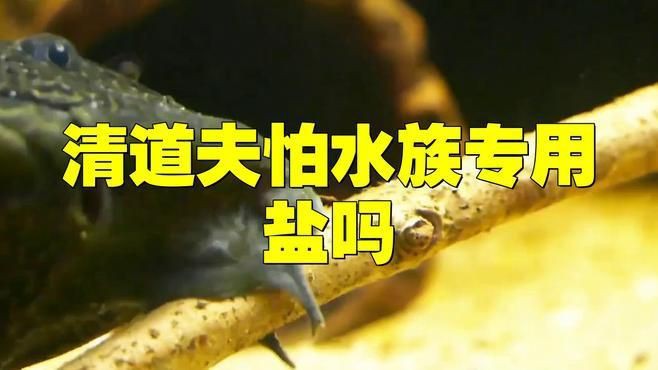 哪些魚對鹽敏感？ 哪些魚對鹽敏感？ 龍魚百科 第2張
