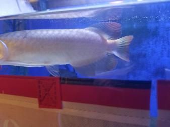 金龍魚體型寬的好嗎：寬大的金龍魚體型寬的好嗎，金龍魚體型寬的好嗎
