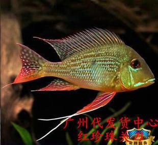 龍魚關刀鰭：龍魚與關刀魚混養的注意事項