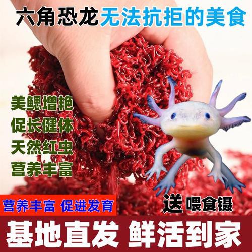 紅色六角恐龍魚