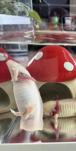 紅色六角恐龍魚