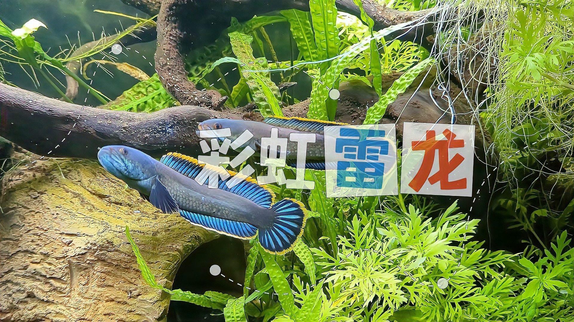 什么雷龍魚最便宜又好養活的 什么雷龍魚最便宜又好養活的 龍魚百科 第1張