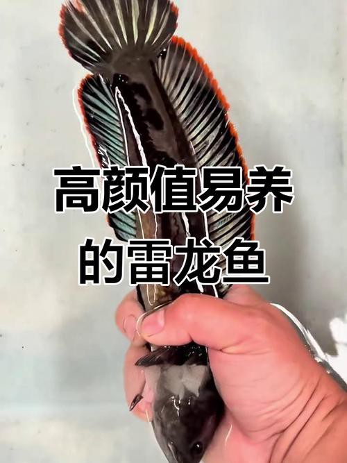 什么雷龍魚最便宜又好養活的 什么雷龍魚最便宜又好養活的 龍魚百科 第9張