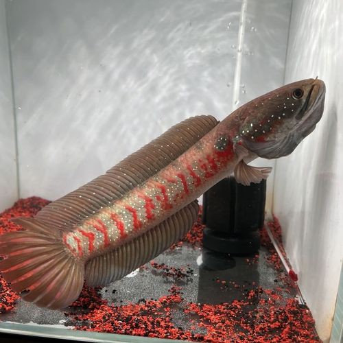 什么雷龍魚最便宜又好養活的 什么雷龍魚最便宜又好養活的 龍魚百科 第6張