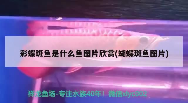 龍魚飼料g1和g2的區別：龍魚飼料g1和g2的區別如何正確使用龍魚飼料