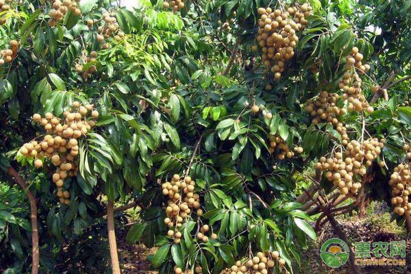 如何判斷龍眼是否感染了爛尾病？ 如何判斷龍眼是否感染了爛尾病？ 龍魚百科 第3張