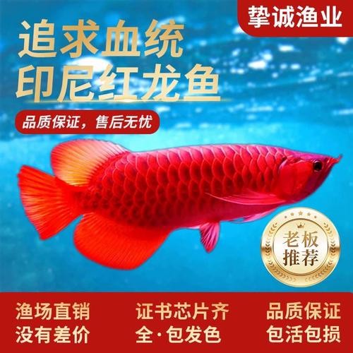龍魚圖片大全大圖霸氣頭像高清