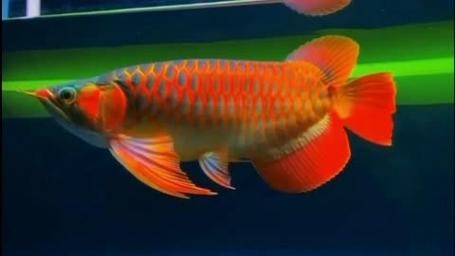 龍魚圖片大全大圖霸氣頭像高清