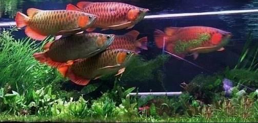 怎么防止龍魚混養打架：龍魚混養適宜水溫范圍,如何判斷龍魚領地意識強弱