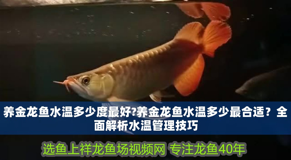 養(yǎng)金龍魚水溫多少度最好?養(yǎng)金龍魚水溫多少最合適？全面解析水溫管理技巧