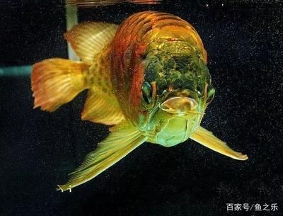 龍魚弓背的原因及防治方法（龍魚弓背是一種常見的體形異常，可能是多種因素引起）