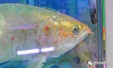 龍魚弓背的原因及防治方法（龍魚弓背是一種常見的體形異常，可能是多種因素引起）
