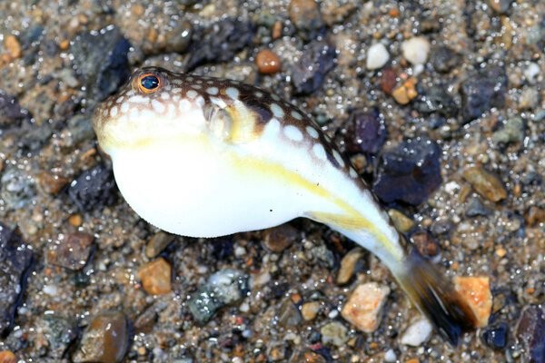 龍魚中毒后多久會死亡？