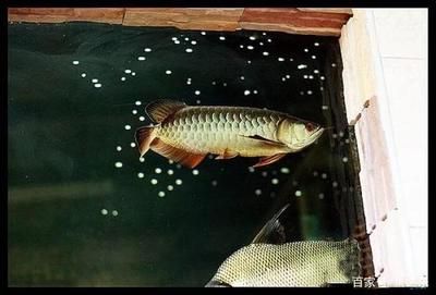 虎魚打龍魚嗎（虎魚與龍魚互動的詳細信息虎魚和龍魚互動的詳細信息）