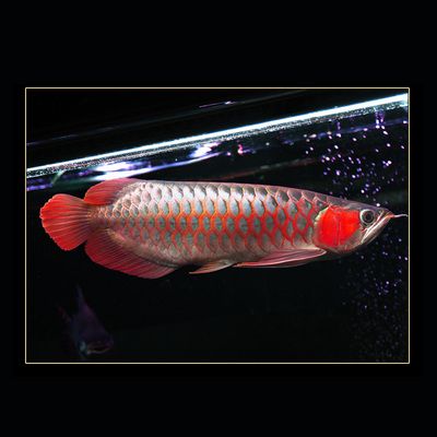 龍魚專用燈什么牌子好用又實惠的：馬印馬印神燈專用水族箱燈是一款受到用戶好評的產品