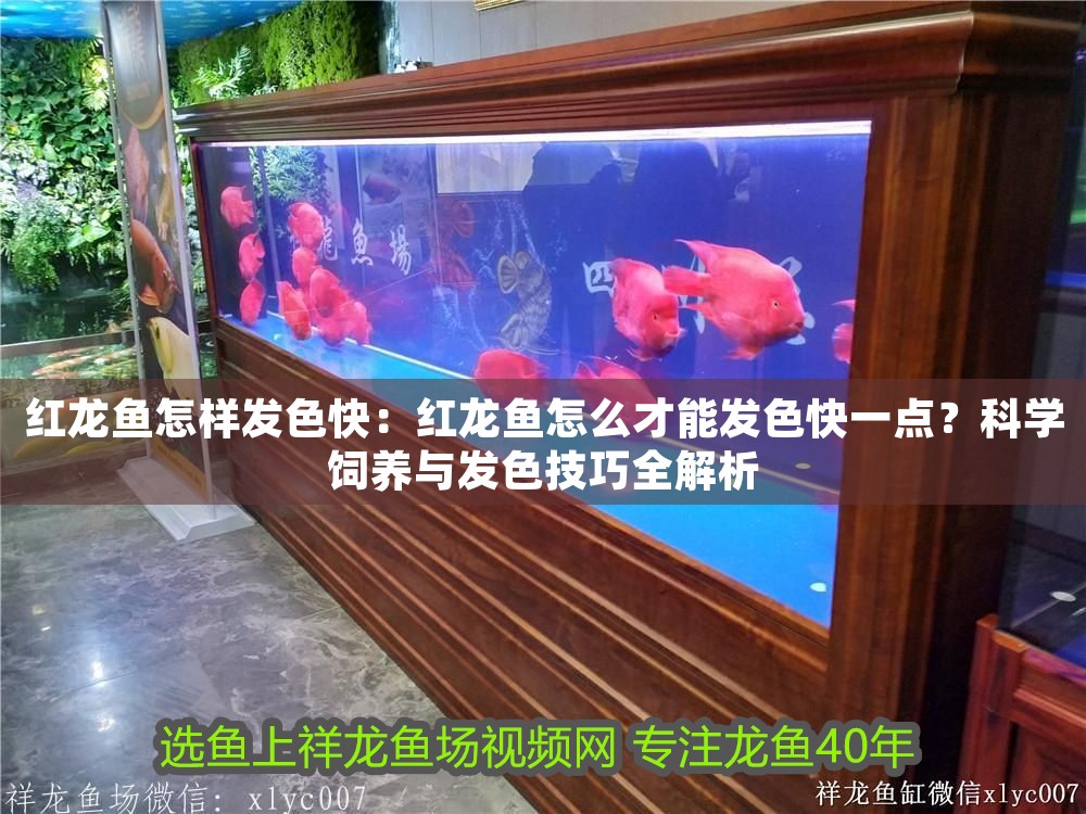 紅龍魚怎樣發色快：紅龍魚怎么才能發色快一點？科學飼養與發色技巧全解析