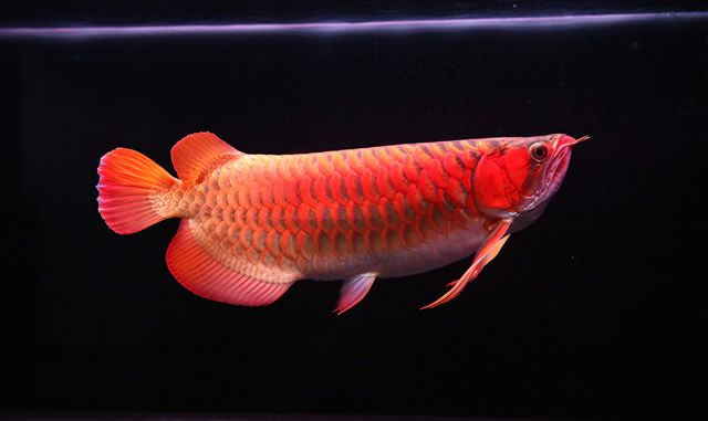一年的紅龍魚長多長：一年的紅龍魚在理想的飼養條件下可以長多長？